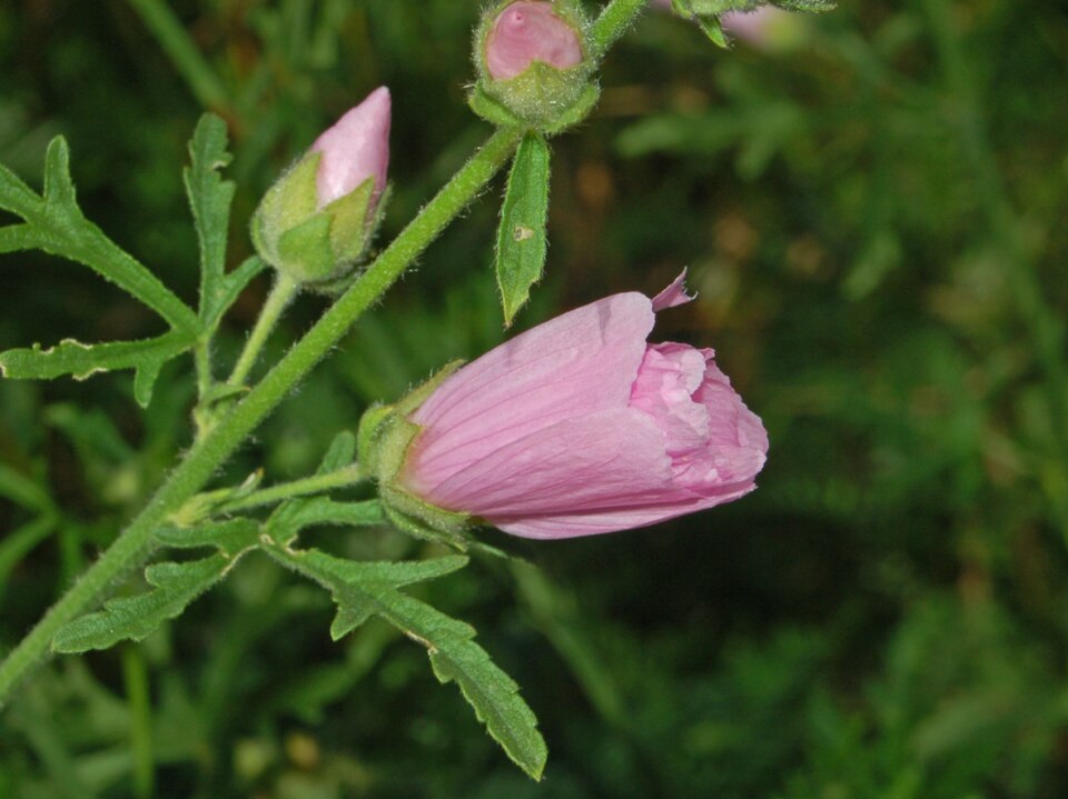 Vervain Mallow photo 5