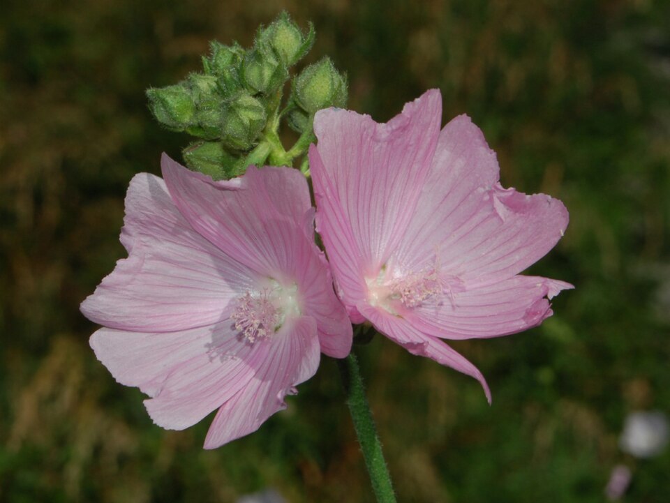 Vervain Mallow photo 6
