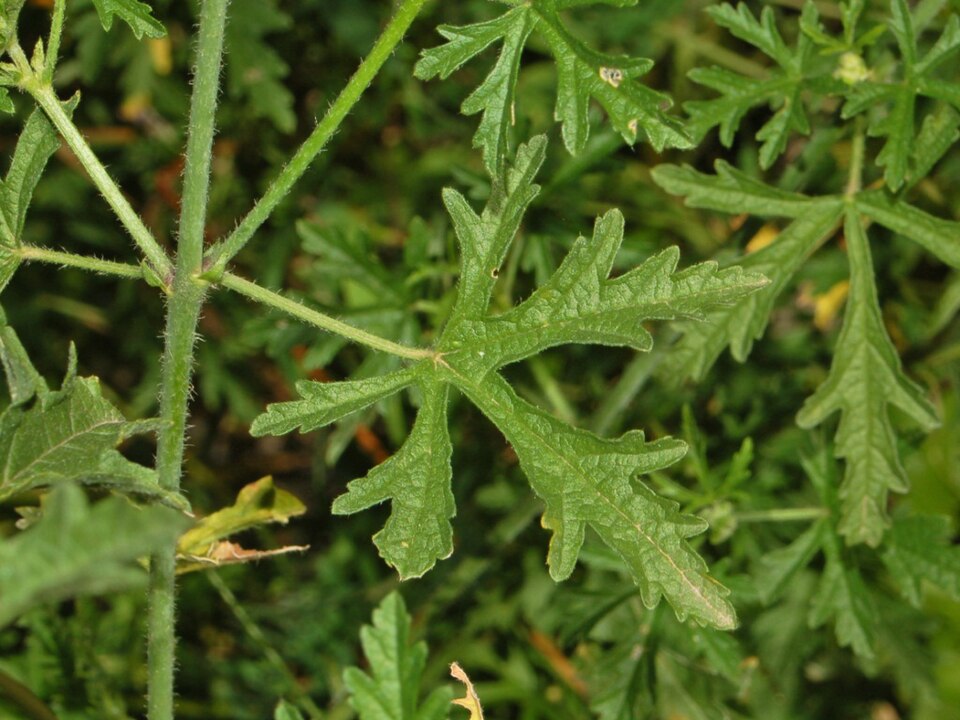 Vervain Mallow photo 7