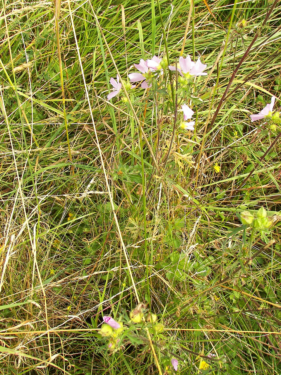 Vervain Mallow photo 8