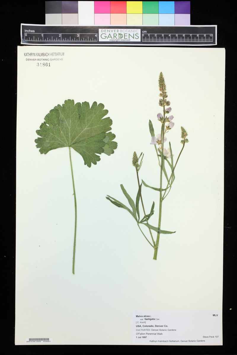 Malva alcea subsp. alcea