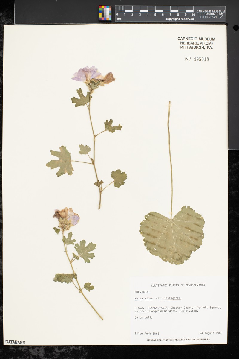 Malva alcea subsp. alcea photo 2