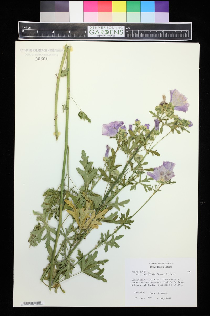 Malva alcea subsp. alcea photo 3