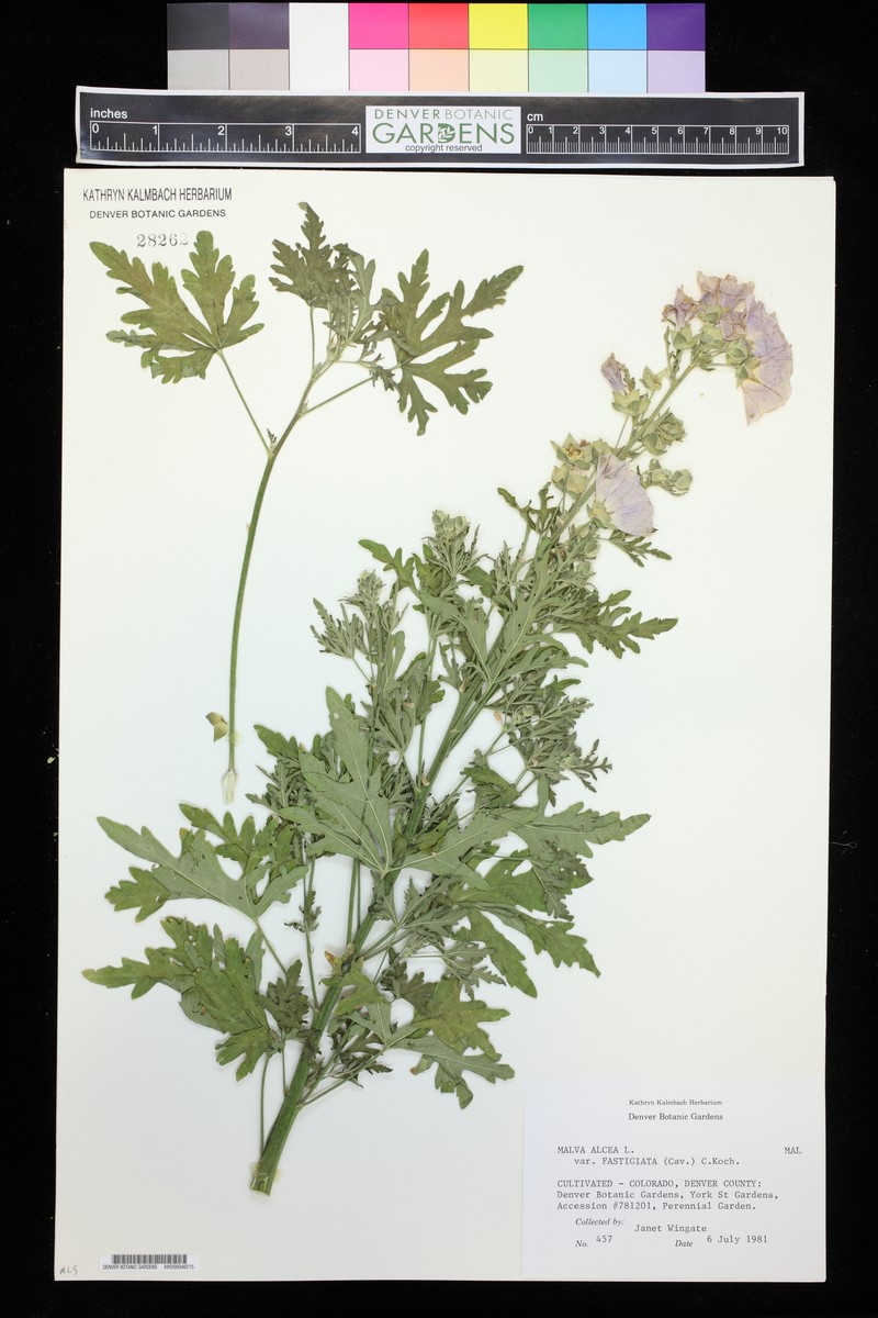 Malva alcea subsp. alcea photo 4