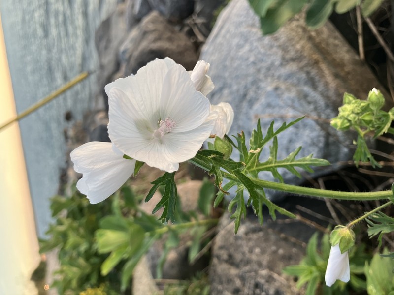 Tree Mallow photo 3