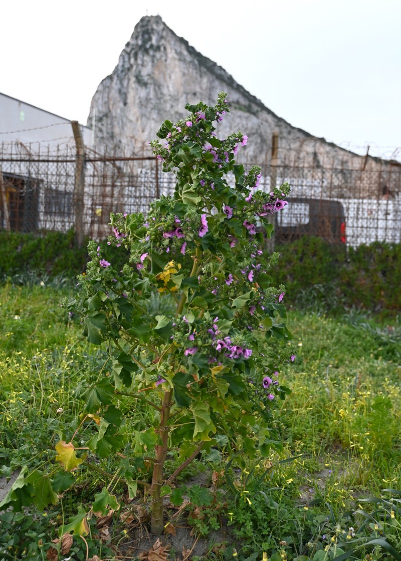 Tree Mallow photo 4