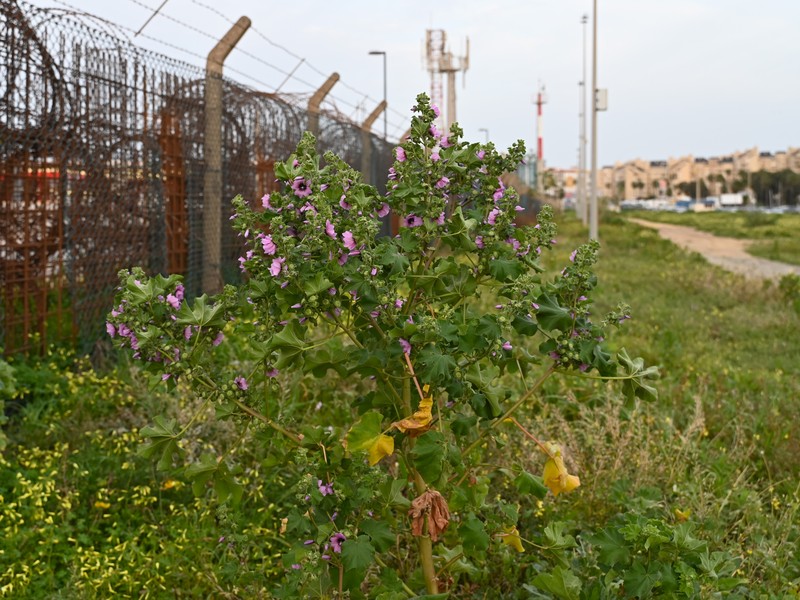 Tree Mallow photo 5