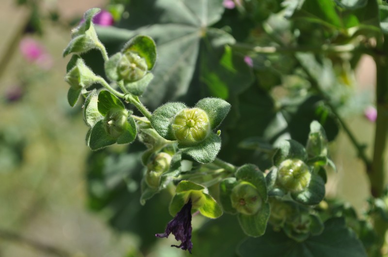 Tree Mallow photo 6