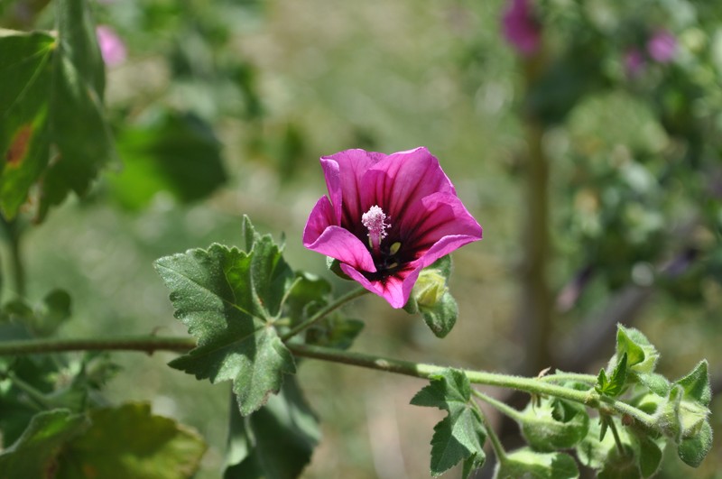Tree Mallow photo 7