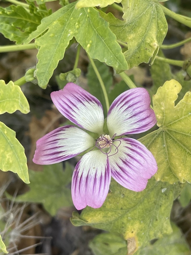 Island Mallow photo 2