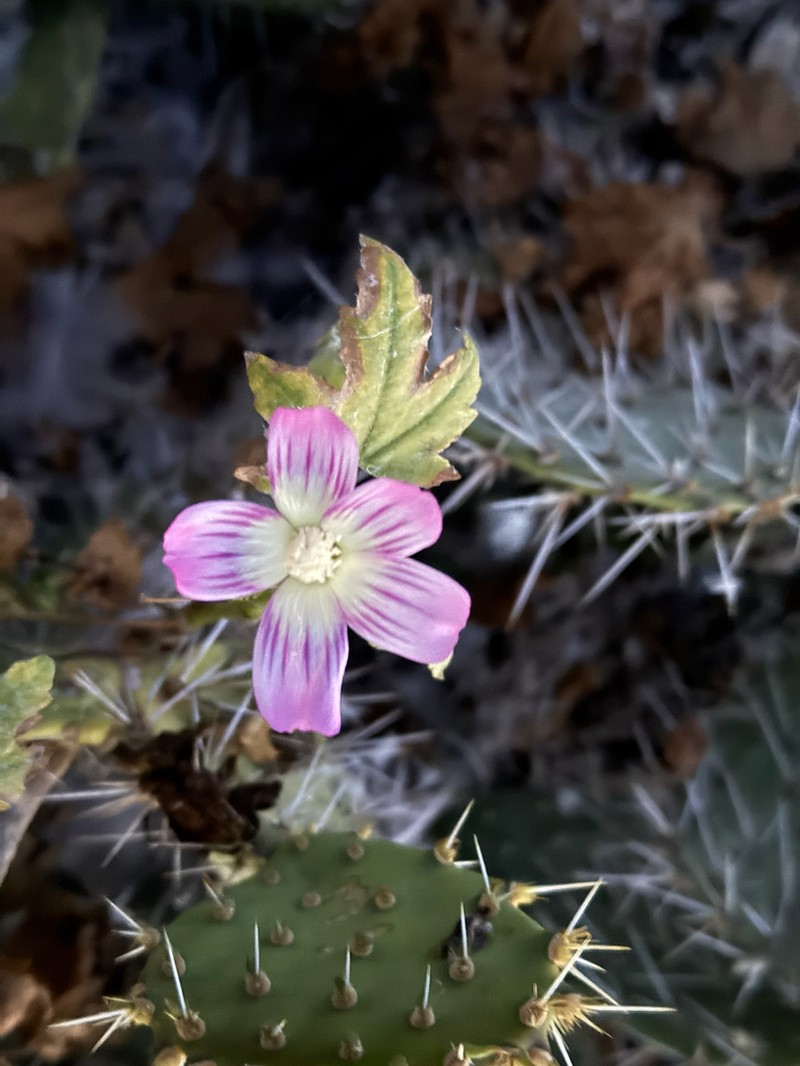 Island Mallow photo 3