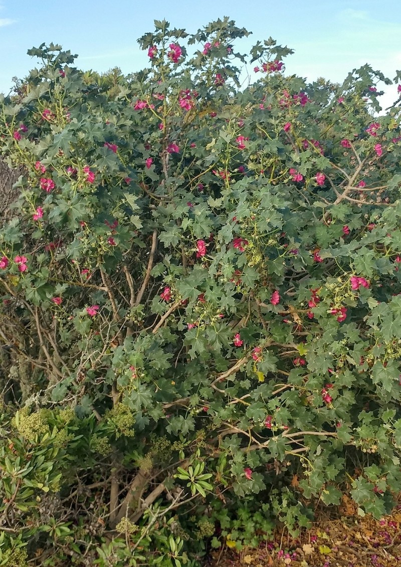 Island Mallow photo 4