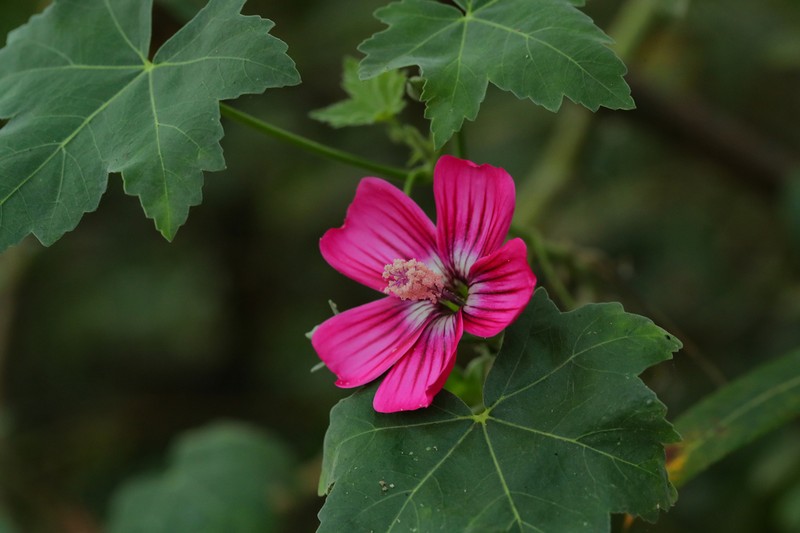 Island Mallow photo 5