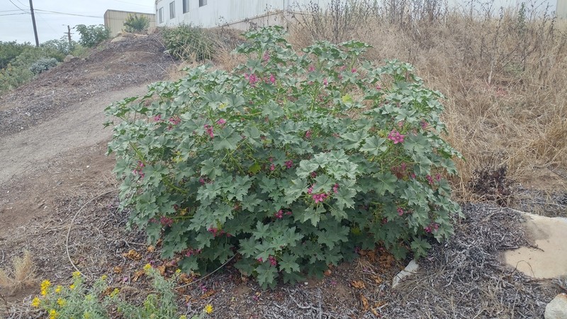 Island Mallow photo 6