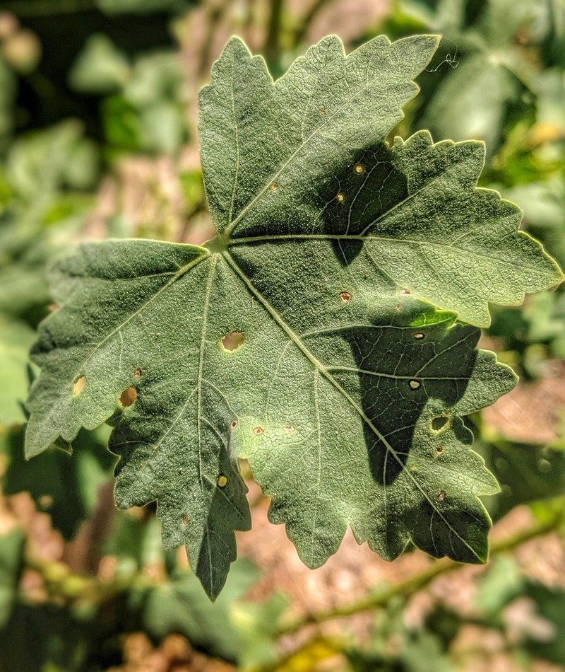 Island Mallow photo 7