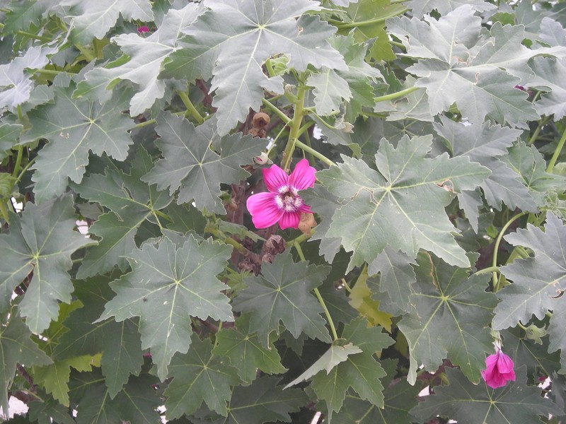 Island Mallow photo 8