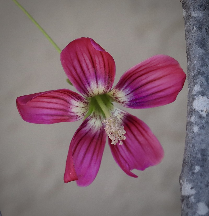 Malva assurgentiflora subsp. assurgentiflora photo 2