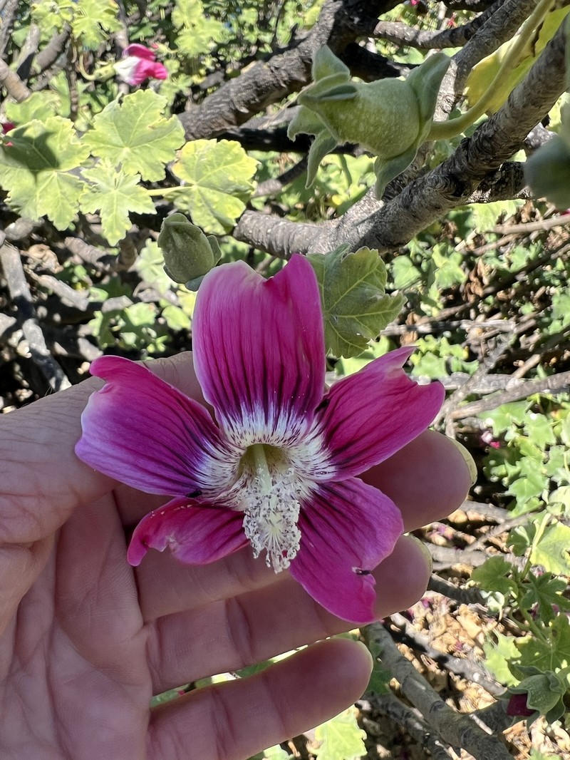 Malva assurgentiflora subsp. assurgentiflora photo 3