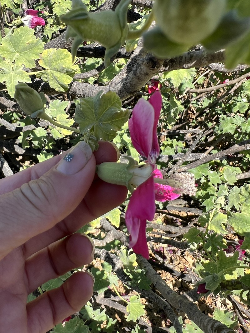 Malva assurgentiflora subsp. assurgentiflora photo 4