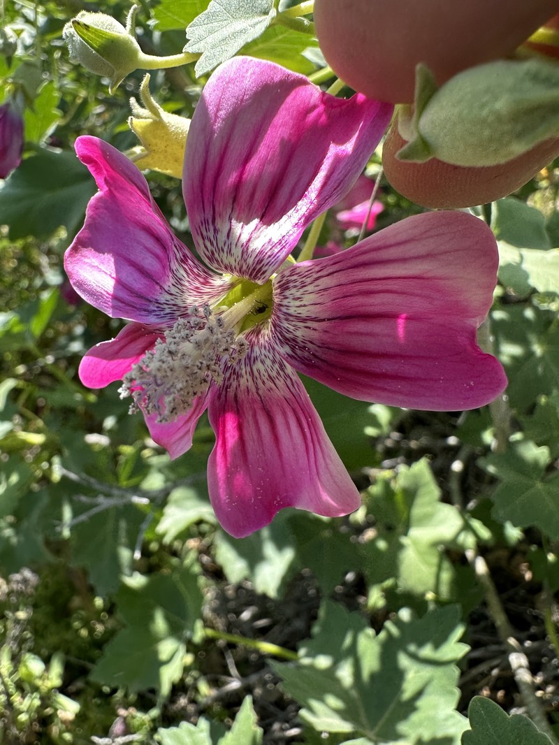 Malva assurgentiflora subsp. assurgentiflora photo 7
