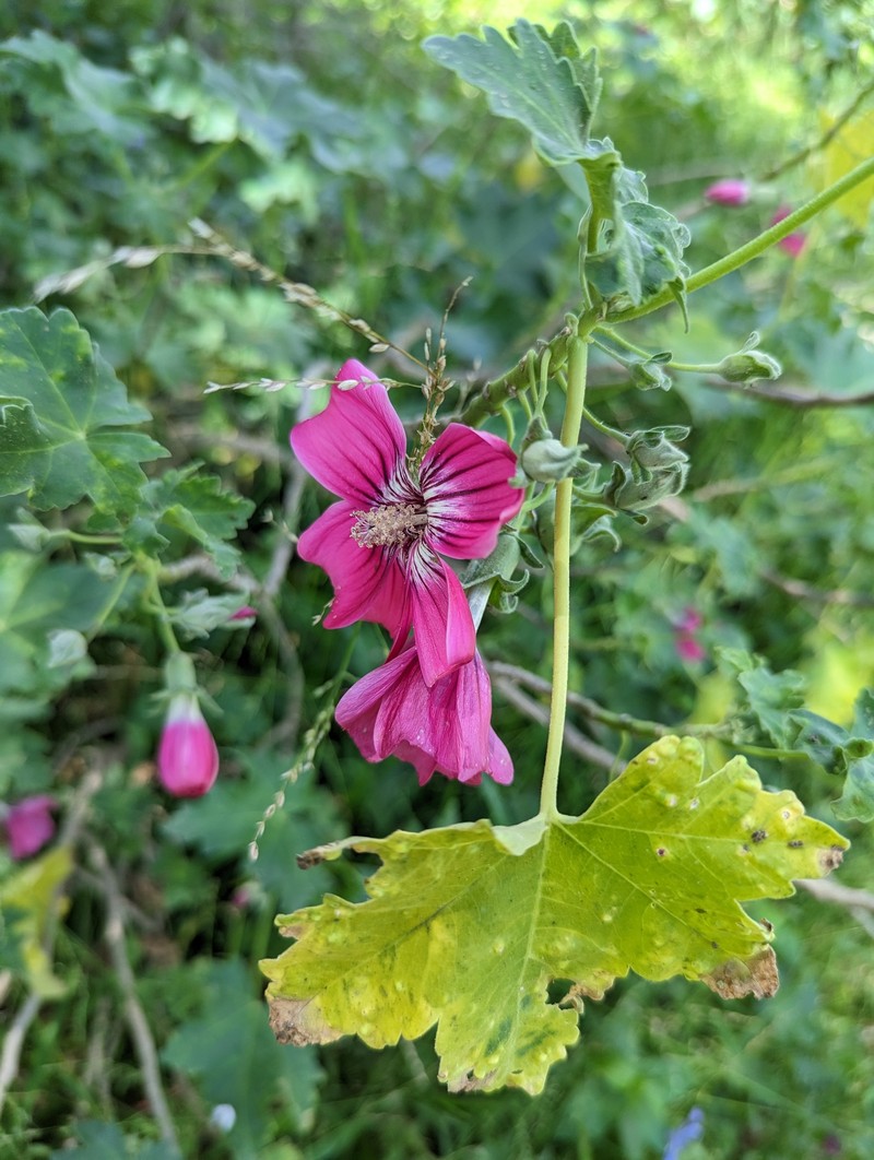 Malva assurgentiflora subsp. assurgentiflora photo 8