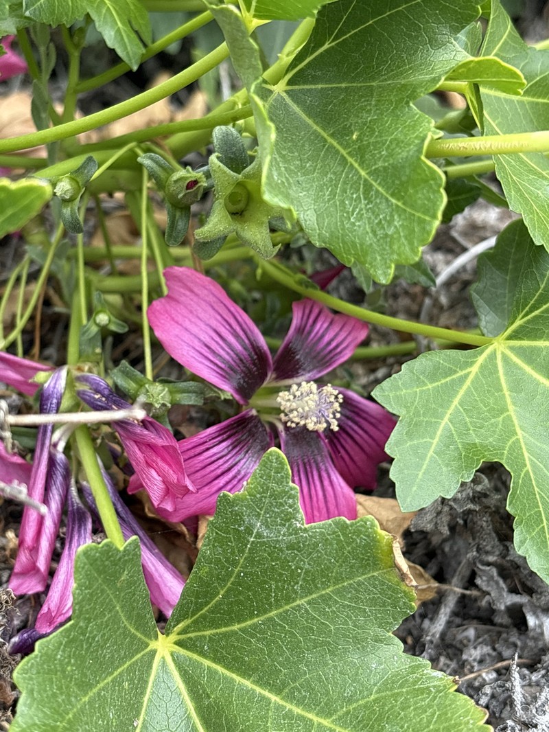 Malva assurgentiflora subsp. glabra