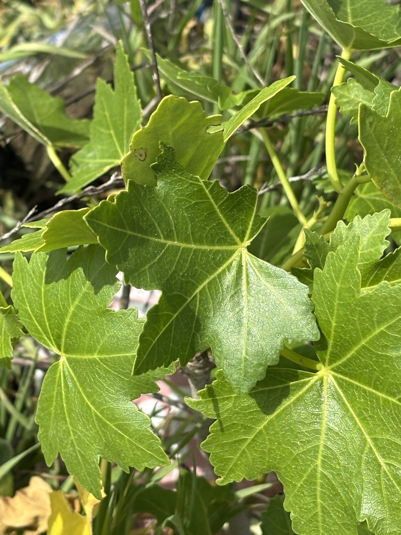 Malva assurgentiflora subsp. glabra photo 2