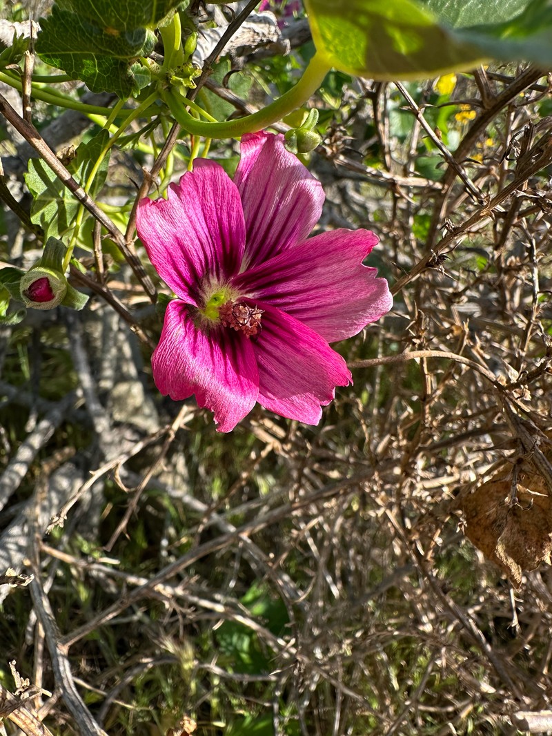 Malva assurgentiflora subsp. glabra photo 3