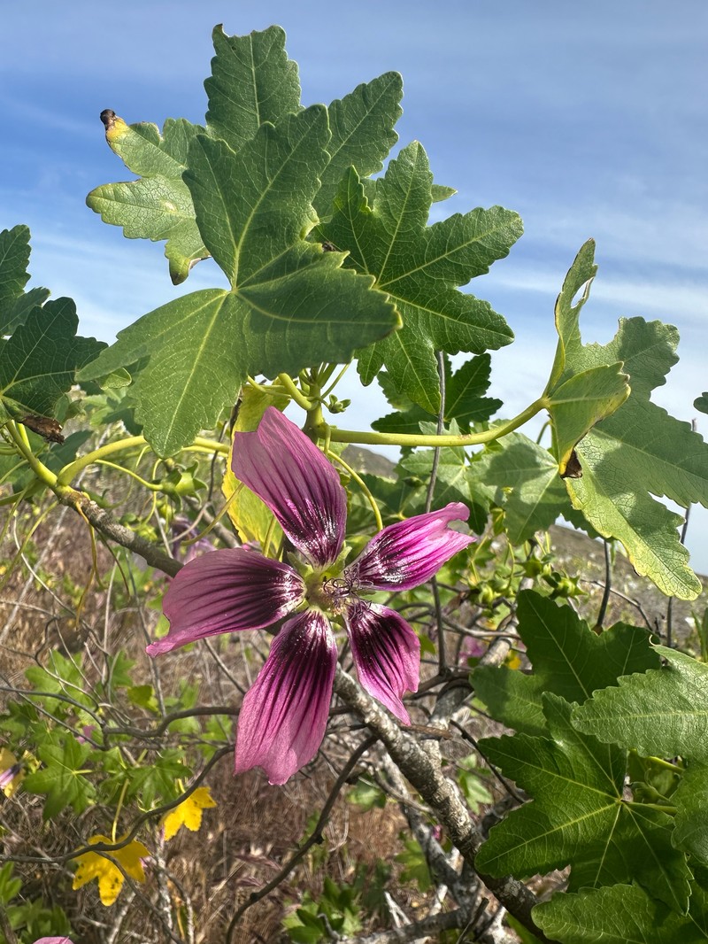 Malva assurgentiflora subsp. glabra photo 4