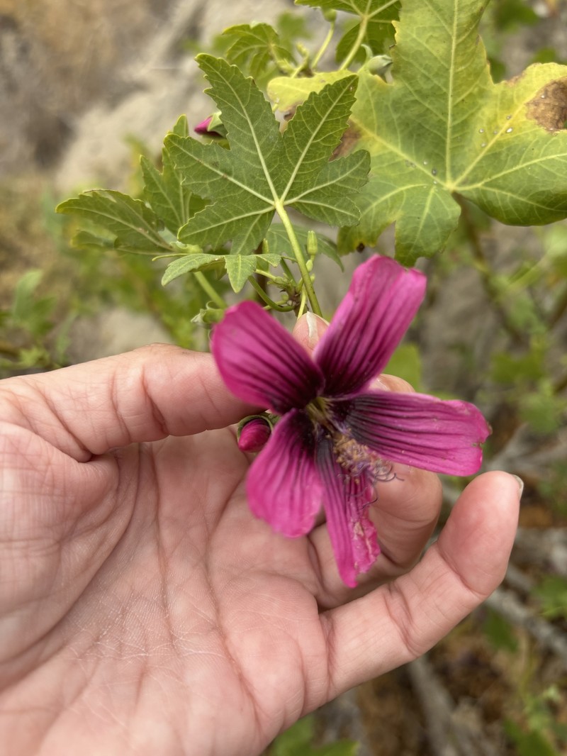 Malva assurgentiflora subsp. glabra photo 5