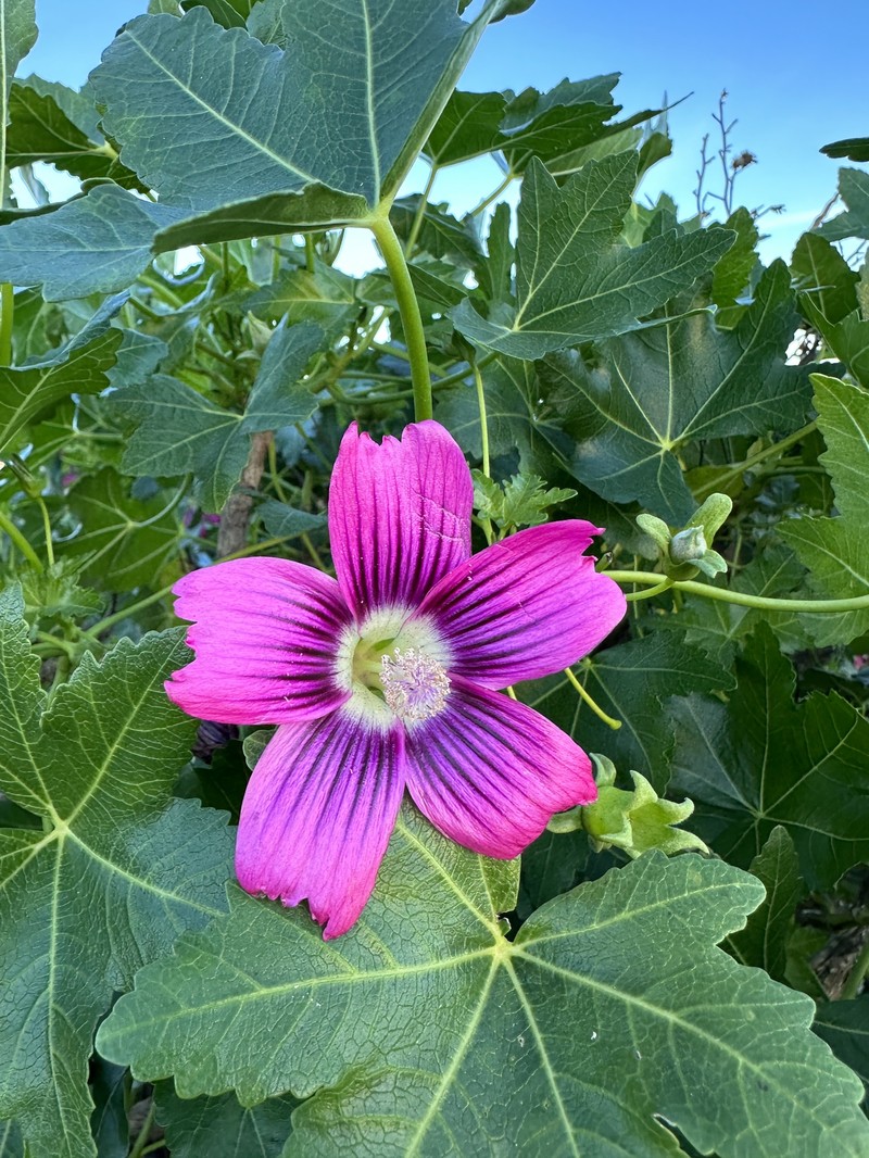 Malva assurgentiflora subsp. glabra photo 6