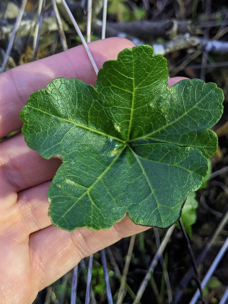 Malva assurgentiflora subsp. glabra photo 7