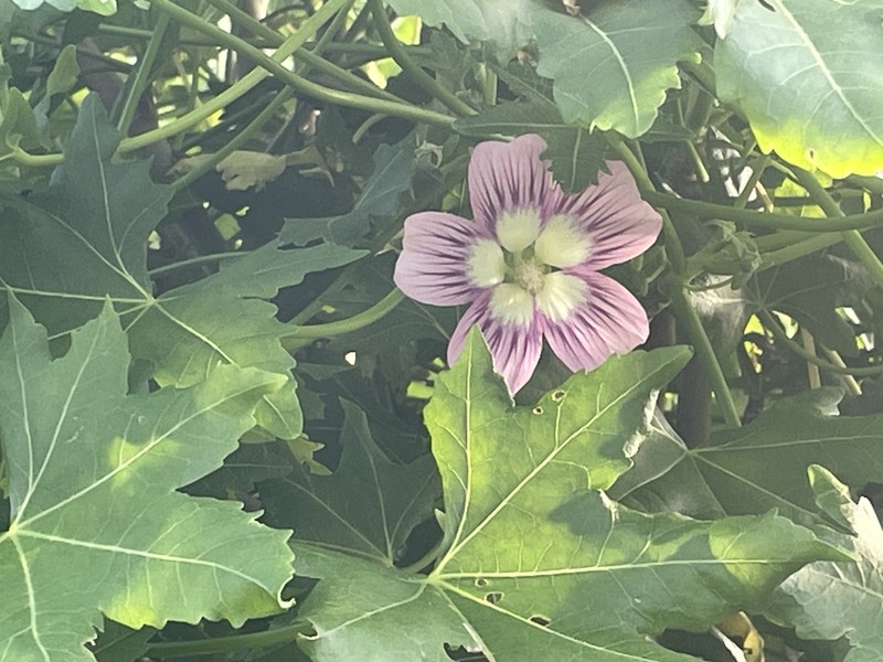 Malva assurgentiflora subsp. glabra photo 8