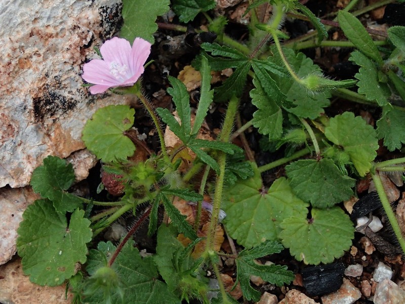 Malva cretica subsp. cretica