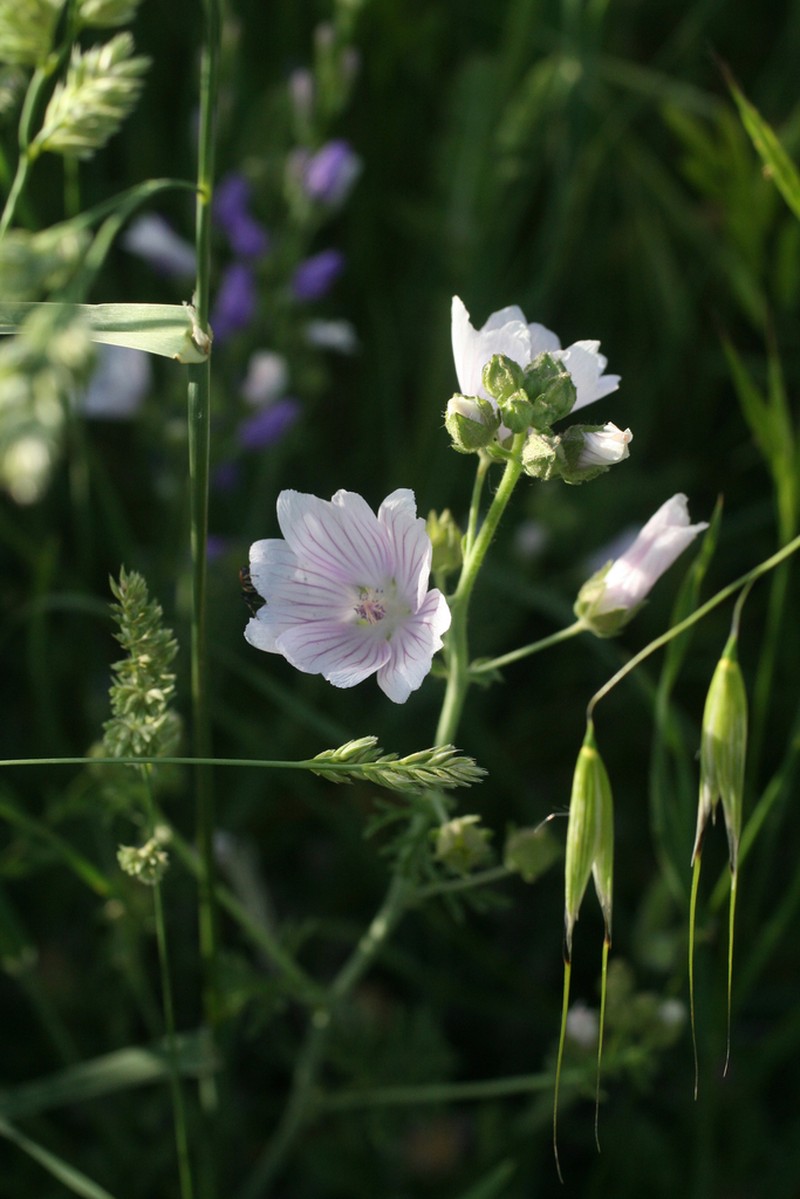 Malva longiflora