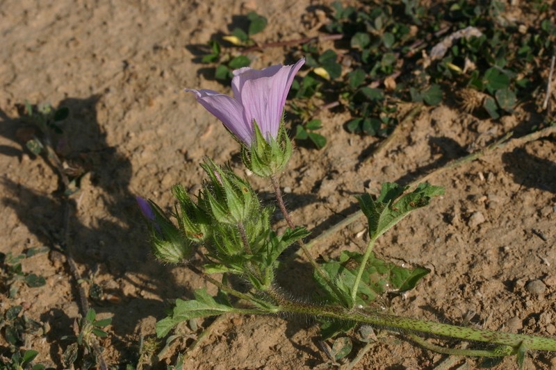 Malva longiflora photo 2