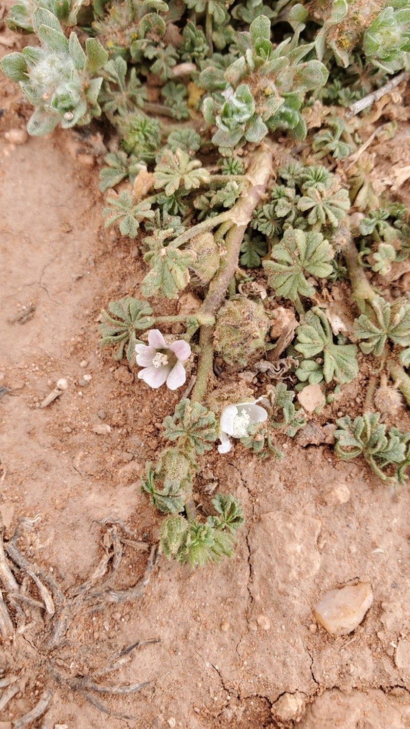 Malva ludwigii
