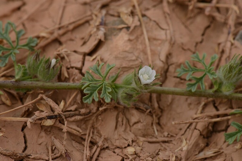 Malva ludwigii photo 2