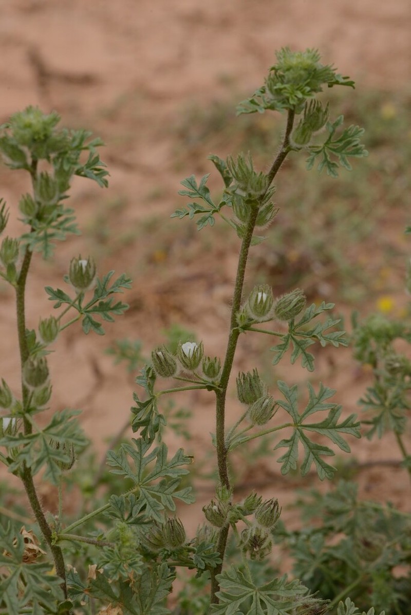 Malva ludwigii photo 3
