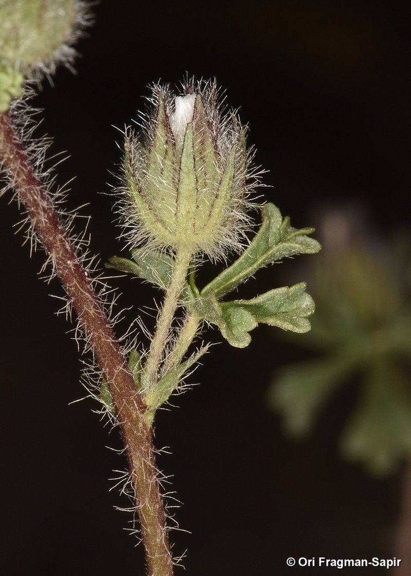 Malva ludwigii photo 4
