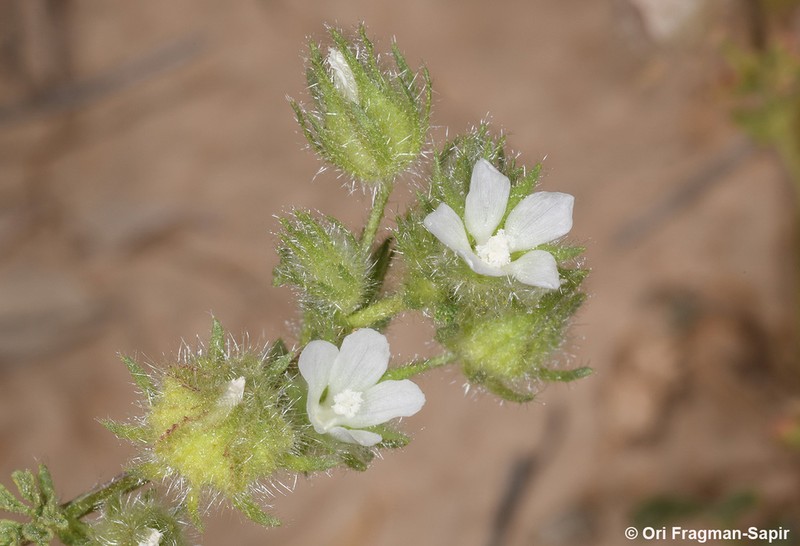 Malva ludwigii photo 5