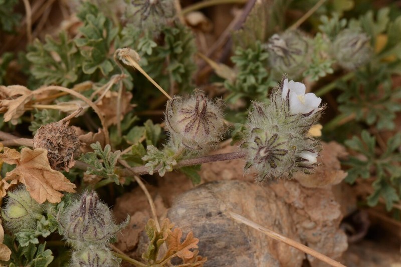 Malva ludwigii photo 6