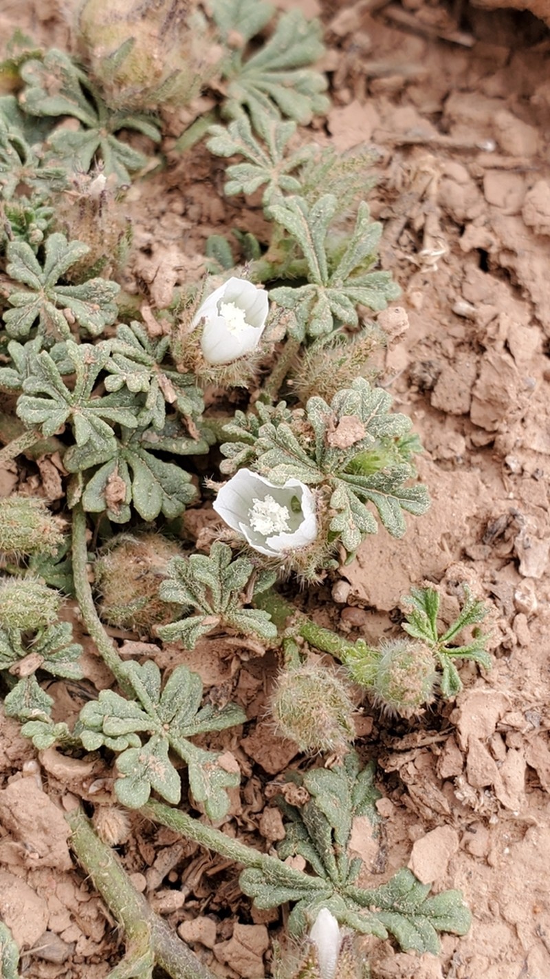 Malva ludwigii photo 7