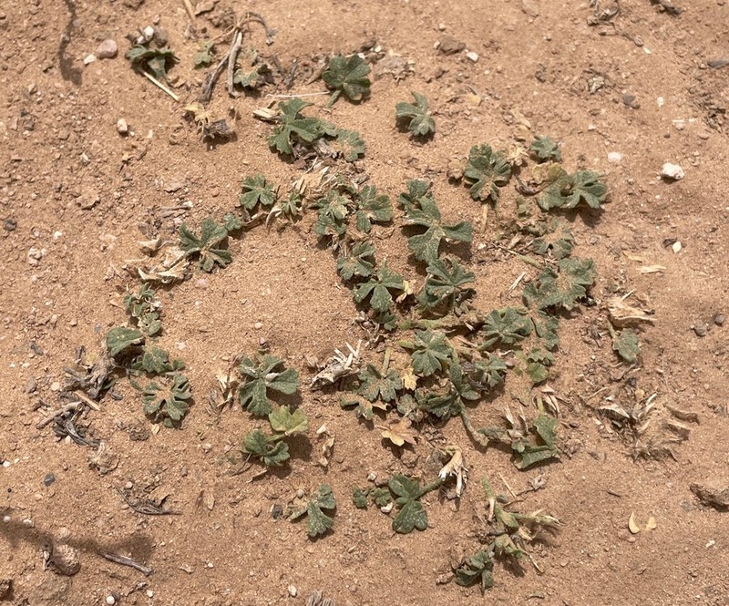 Malva ludwigii photo 8