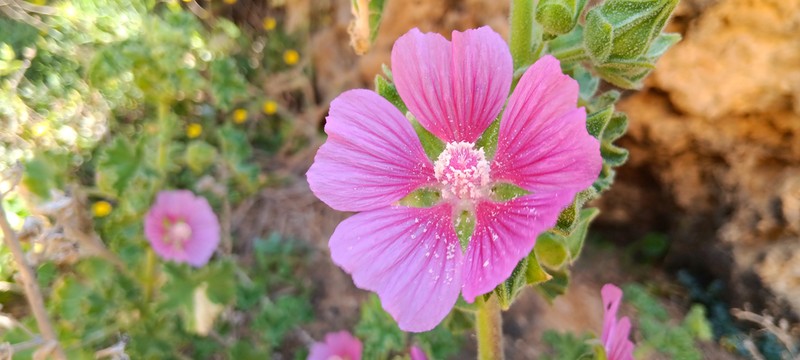 Malva lusitanica
