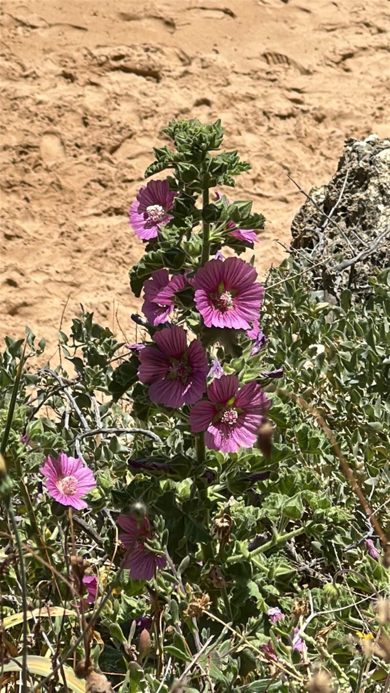Malva lusitanica photo 2
