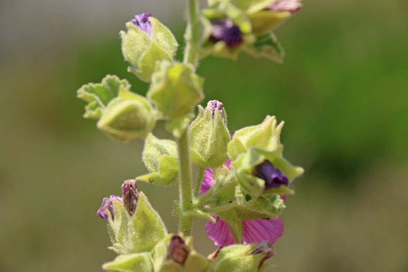 Malva lusitanica photo 3