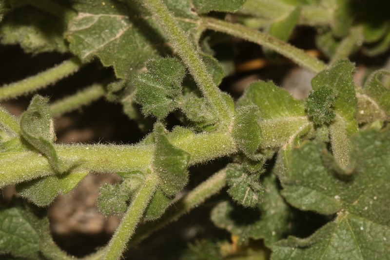 Malva lusitanica photo 4