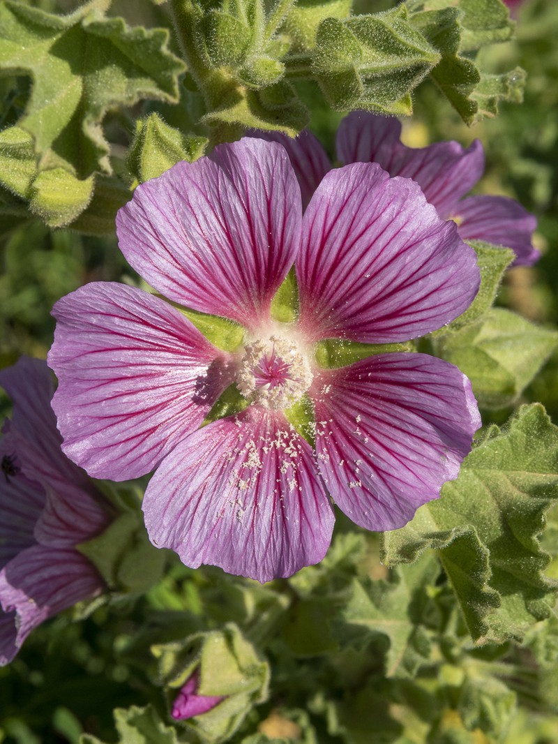 Malva lusitanica photo 5