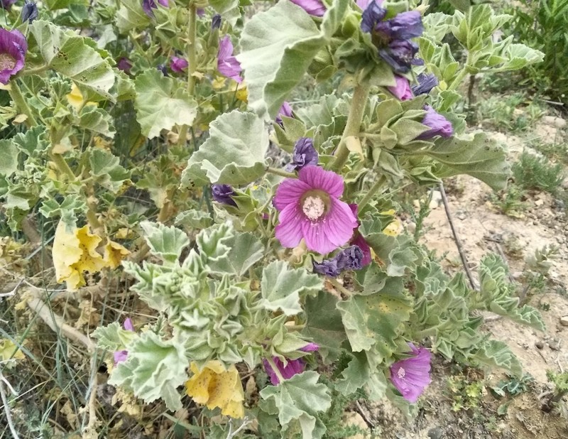 Malva lusitanica photo 6